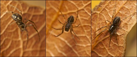 Neriene clathrata